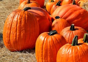 Halloween pumpkins in a field in 2021