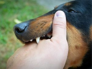 Philadelphia dog bite lawyer